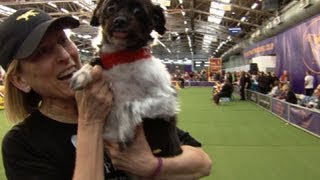 Westminster dog show allows mixedbreed entries for the first time