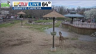First Alert Weather Giraffe Camera - April 8, 2026 - 4:30 p.m.