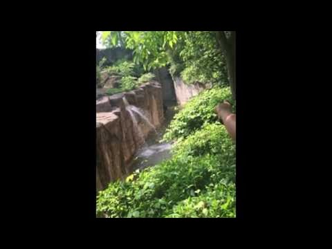 Boy Falls into Gorilla Enclosure at Cincinnati Zoo (Original HD) || ViralHog