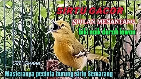 SIRTU GACOR 100%BIKIN EMOSI NAIK DARAH SIRTU LAIN#sirtugacor @srfchannel3881