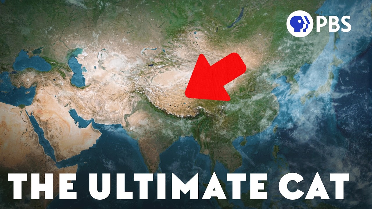 How the Tibetan Plateau Created the Ultimate Cat