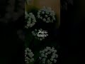وٱلذین لا یش هدون ٱلزور وإذا مروا بٱللغ و مروا كرام ا سورة الفرقان طارق محمد