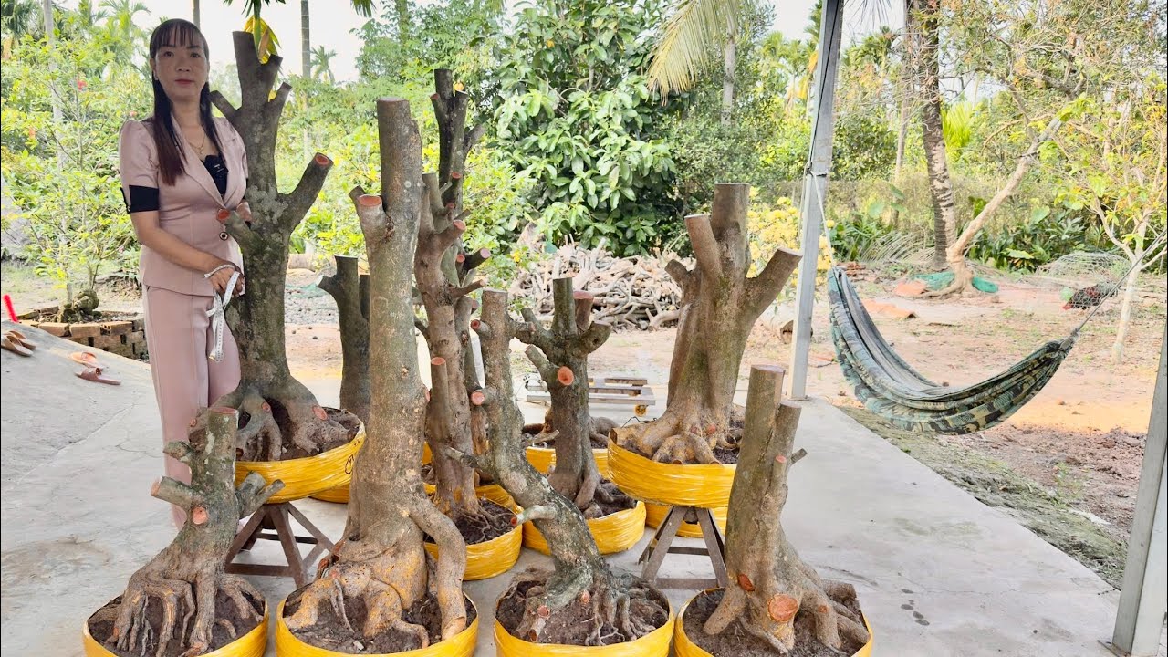 PHÔI MAI VÀNG ngày 06/O3/2026 (#0367863991 PHỤNG) phoi mai vang -  @bonsai Can Tho