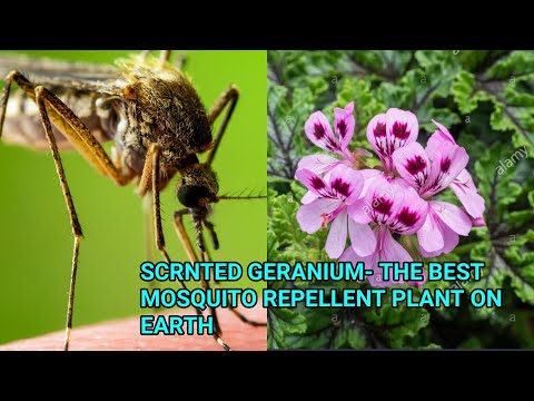 SCENTED GERANIUM- THE BEST MOSQUITO REPELLENT PLANT ON EARTH