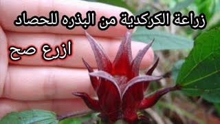 زراعة الكركدية من البذرة للحصاد خطوه بخطوه ..