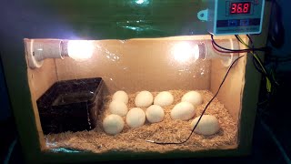 DIY Cardboard box egg incubator | DAY-12 | Rotating Eggs Manually | Birds Palace