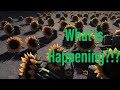 Why is my Minecraft world acting weird!?!