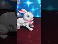 #asmr #rabbit #littlerabbit