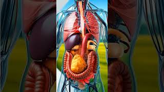 Inside Your Body After Eating Fried Chicken 3D Digestive System Animation