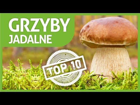 Wideo: Grzyby jadalne w lesie: nazwy i opisy. Grzyby bliźniacze: jadalne i niejadalne