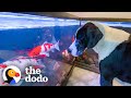 Great dane watches over his koi fish all day long  the dodo odd couples  the dodo odd couples