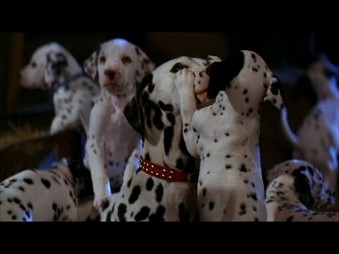 Rescuing abducted Dalmatian puppies (1/2) - 101 Dalmatians Movie Scene