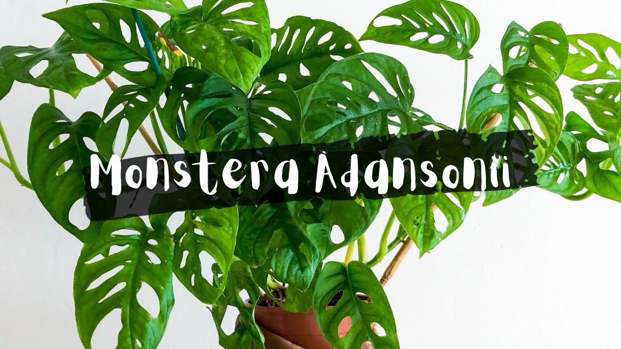 Plante monstera adansonii terreau ou en aquarium