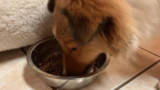 Sheltie puppy eating
