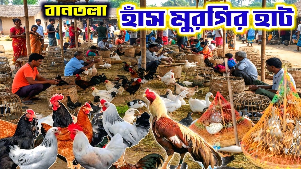 বানতলা হাঁস মুরগি পশু পাখির হাট | কলকাতায় সস্তা গ্রামীণ বাজার| Bantala Hens & Hucks Market kolkata