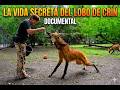 La Vida Secreta del Lobo de Crin (Documental IA)