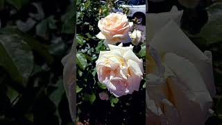цвітіння кремових троянд у Каневі, Україна #україна #flowers #ukraine #garden #канів #nature#троянди