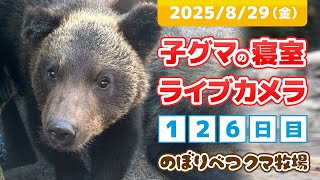 8月29日 子グマの寝室ライブカメラ のぼりべつクマ牧場 - YouTube