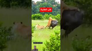 سر النجاة الصادم حين تنقلب الاية في لحظة حاسمة!#shorts