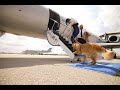 ⚠️ Llega Bark Air ⚠️ La primera aerolínea exclusiva para mascotas 🐶🦴🐩.