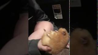 Hamster died from abuse Resimi