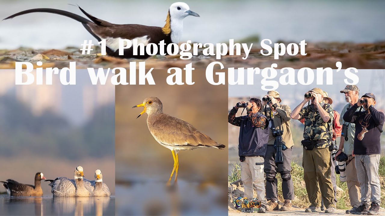 Bird Photography at Chandu Budhera, Gurgaon | Weekend Birding Vlog 
