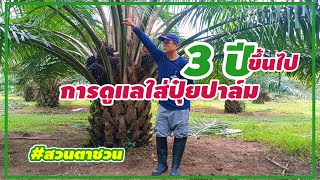 🌿หลักการดูแลใส่ปุ๋ยปาล์มโต [ปาล์มอายุ 3 ปี ขึ้นไป] #หลักการใส่โดโลไมท์ #สวนตาชวน #Palm Oil