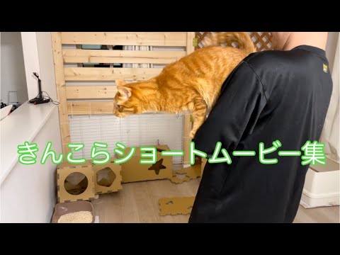 猫と飼い主の日常/ショートムービー集