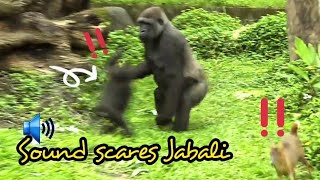 D'jeeco Family|Gorilla|Jabali was suddenly startled by the bird,screaming and running towards Tayari