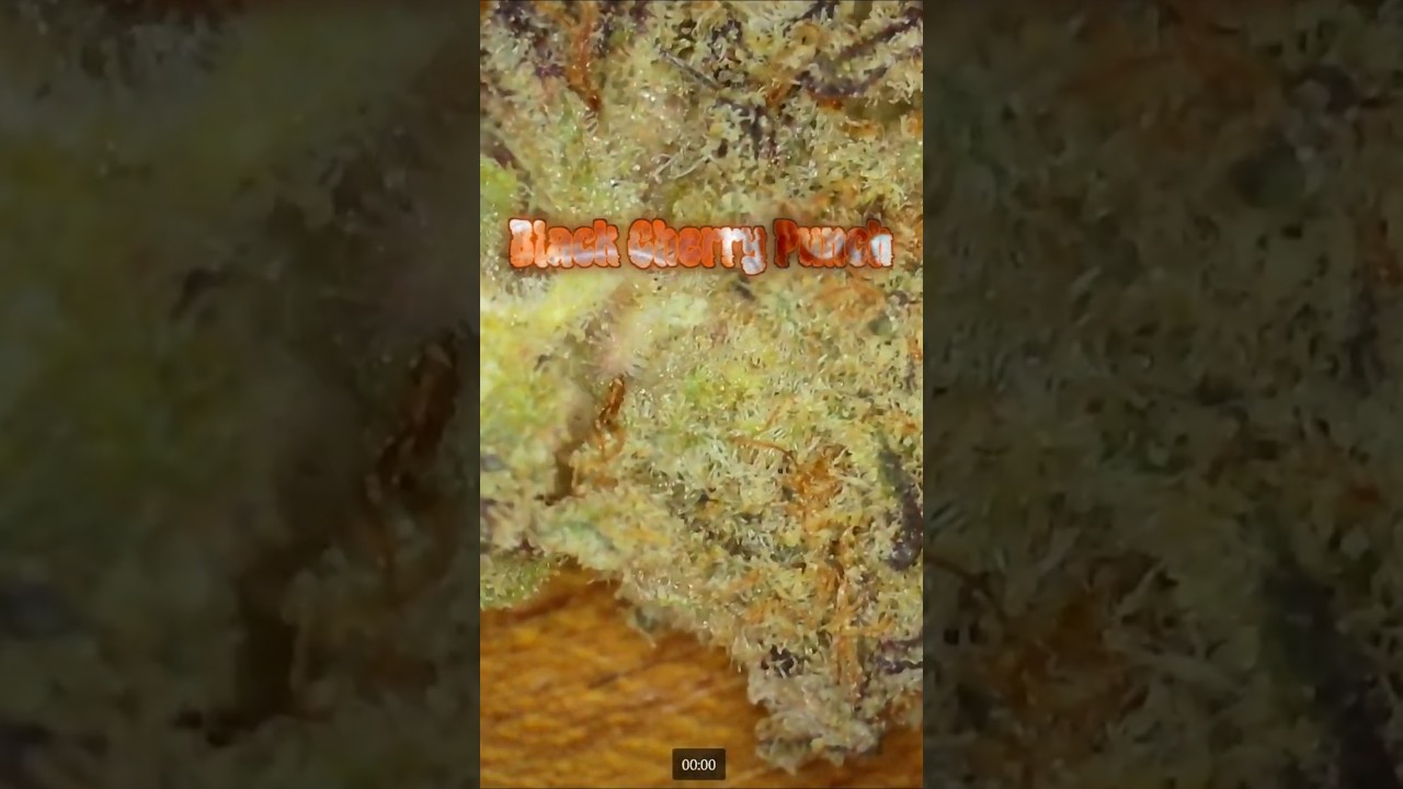 Black Cherry Punch | SORTENCHECK