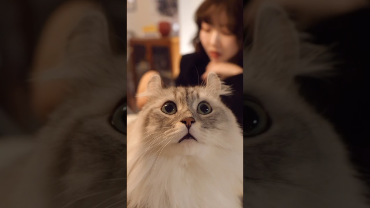 ねこにはなれない#tellar #wagahai #newsong #shorts