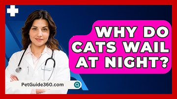 Why Do Cats Wail At Night? - PetGuide360.com