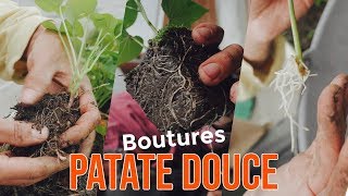 3 TECHNIQUES pour bouturer la Patate douce