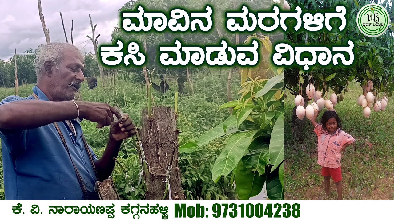 ಮಾವಿನ ಮರಗಳಿಗೆ ಕಸಿ ಮಾಡುವ ವಿಧಾನ |Mango Plant Grafting | Mango | Nam Baduku | Agriculture | karnataka