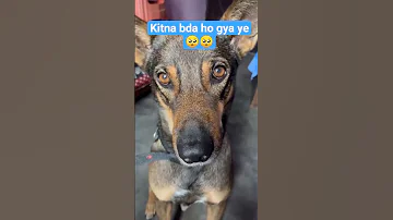Jackey Kitni Jaldi Bda Ho Rha Youtubeshorts Youtube Jackstar Cute Mylove 