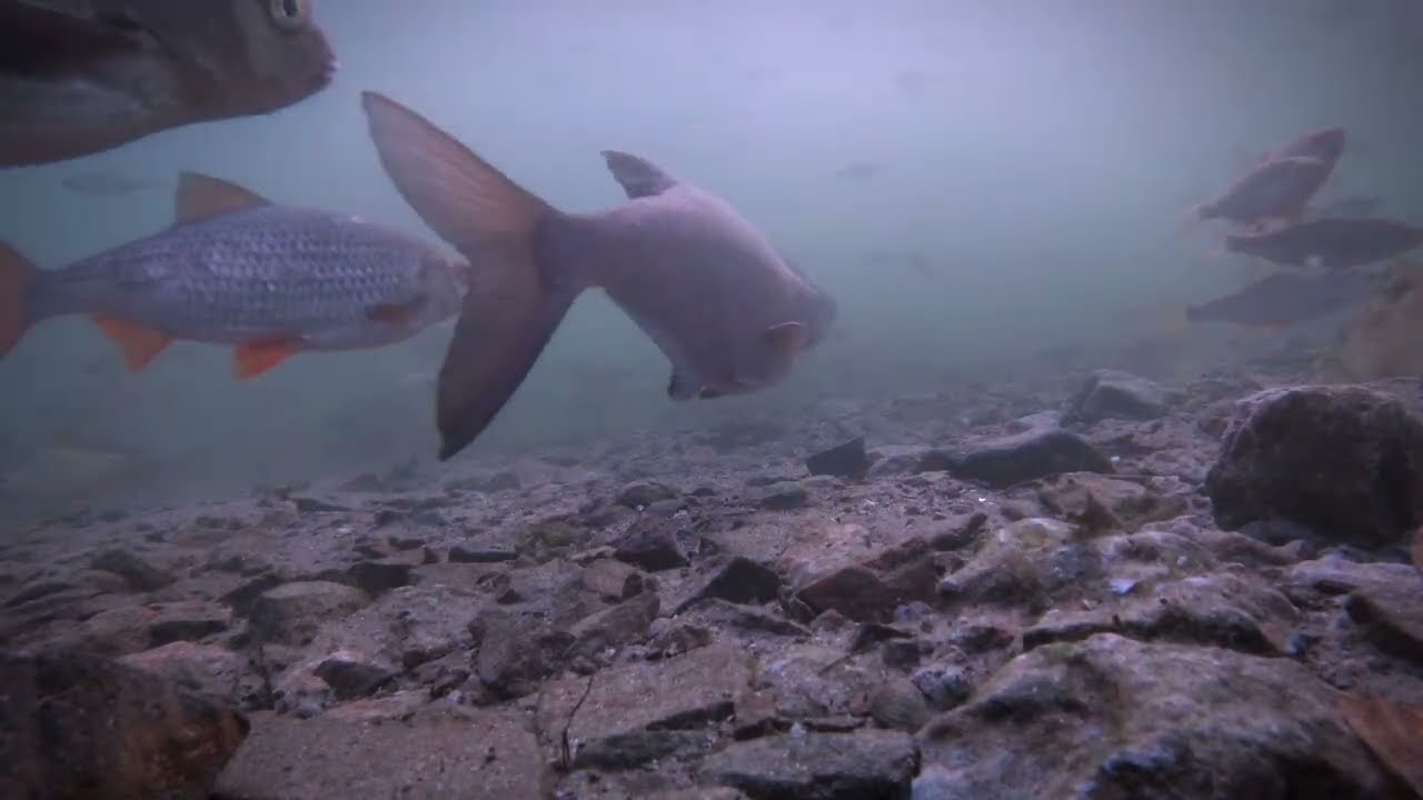REAKCJA Ploci, Okoni i DUŻYCH LESZCZY na Zanęte w Zimę! Podwodne Ujęcia!