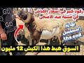   على المباشر من سوق المواشي   التراجع مستمر في أسعار كباش عيد الأضحى في آخر الساعات قبل العيد شاهد  نجومي