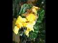 #RussianFlowers 🌷#Flowers#FlowerLover#BeautifulFlowers#Nature#NaturePhotography