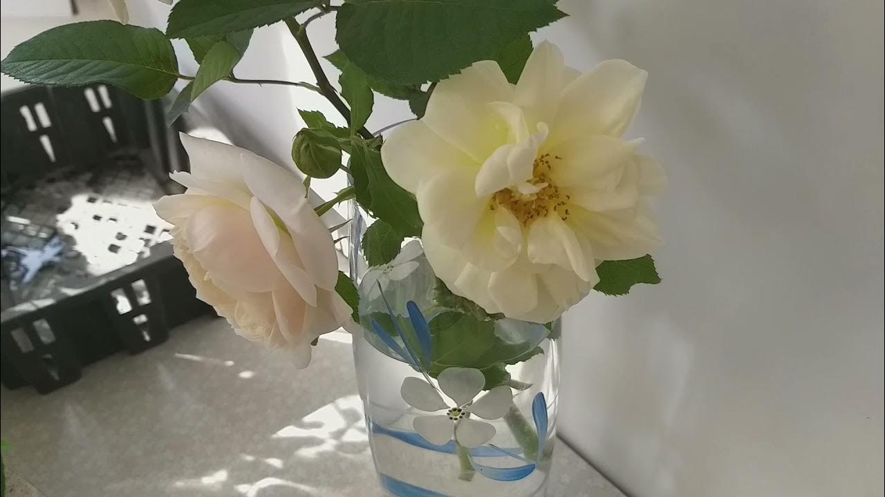 Роза в картошке. Женщина выращивает розы. Удобрения для полива роз. Земля для роз. Укоренить розу из букета.