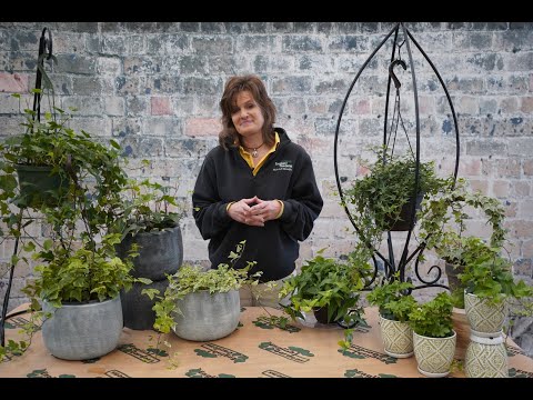 Video: Senecio Wax Ivy Plants: scopri la cura dell'edera di cera variegata