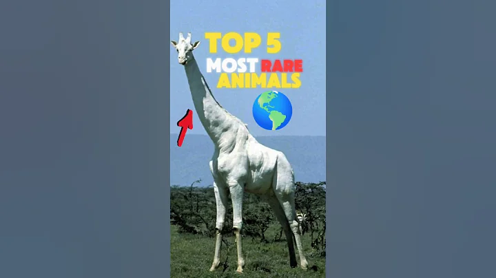 Top 5 MOST Rare animals in the world. thumbnail