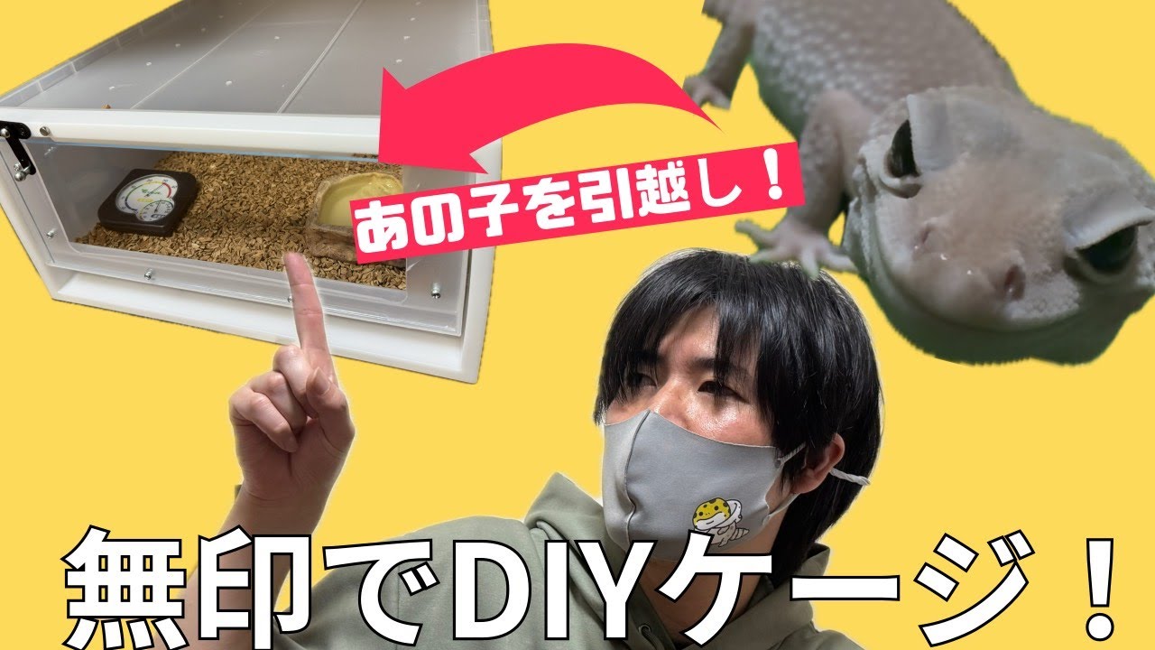 【続報】自切したレオパの新生活｜衣装ケースで快適ケージをDIY
