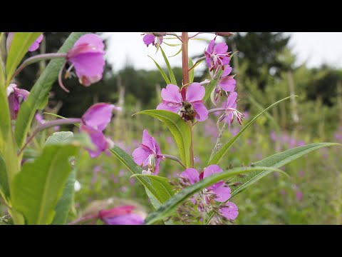 Video: Hoe wil je wilgenroosje oogsten?