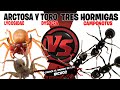 ARAÑA ARCTOSA Y ARAÑA TORO VS TRES HORMIGAS
