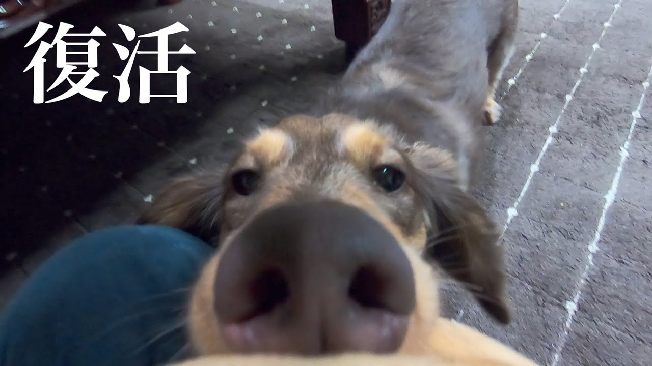 ヴィンくん復活のお知らせ。