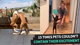 Pets Reunited With Their Owners | Overly Excited Animals by Animal Antics 441 views 2 years ago 3 minutes, 33 seconds