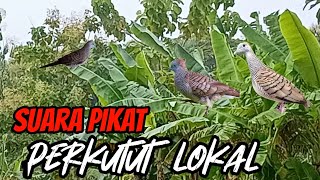 suara pikat perkutut lokal gacor suara besar istimewa 💯% jitu