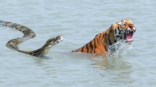 Moments When Big Cats Face the Python