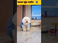 ajke ghutur birthday 🎂🥰 #fypシ゚viral #funnydogs #fyp