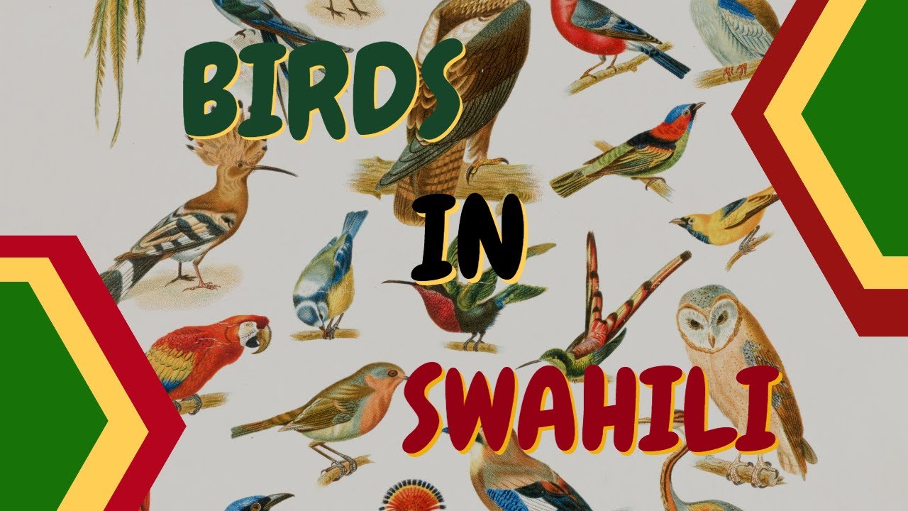 THE NAMES OF 35 BIRDS IN SWAHILI WITH PICTURES YouTube the-names-of-35-birds-in-swahili-with-pictures-youtube